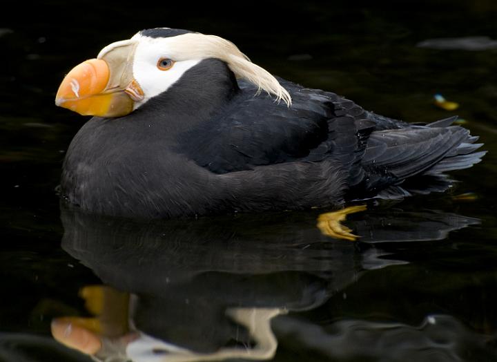 Puffin 1443b.jpg